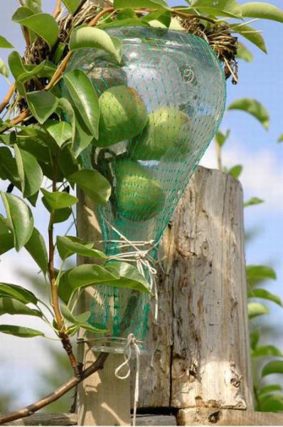 A Bottle with Large Pears Inside (9 pics)