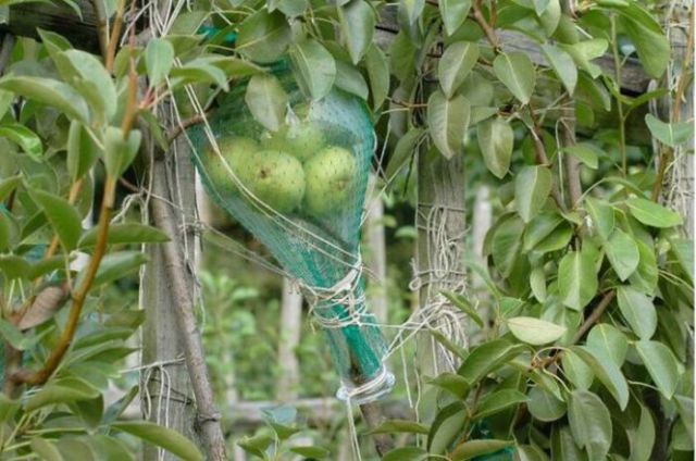 A Bottle with Large Pears Inside (9 pics)