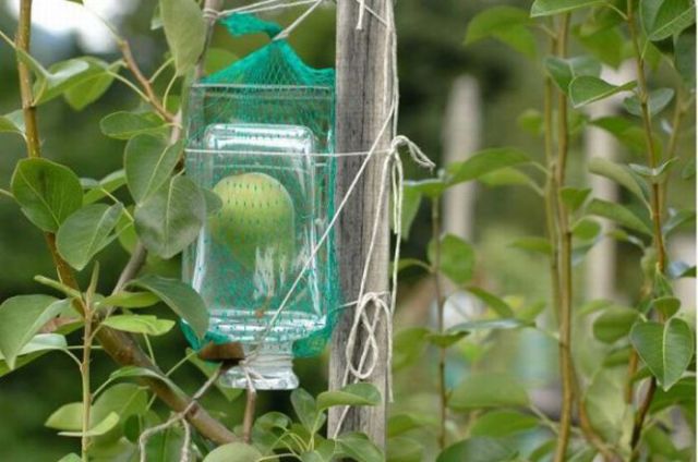 A Bottle with Large Pears Inside (9 pics)
