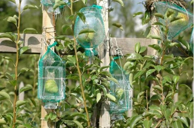A Bottle with Large Pears Inside (9 pics)