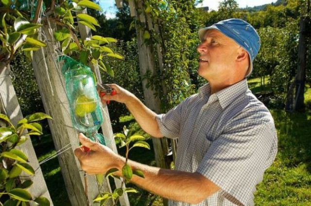 A Bottle with Large Pears Inside (9 pics)