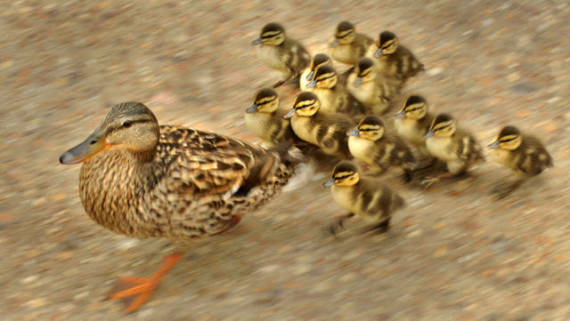 Adventurous Duck (21 pics)