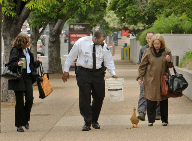 Adventurous Duck (21 pics)