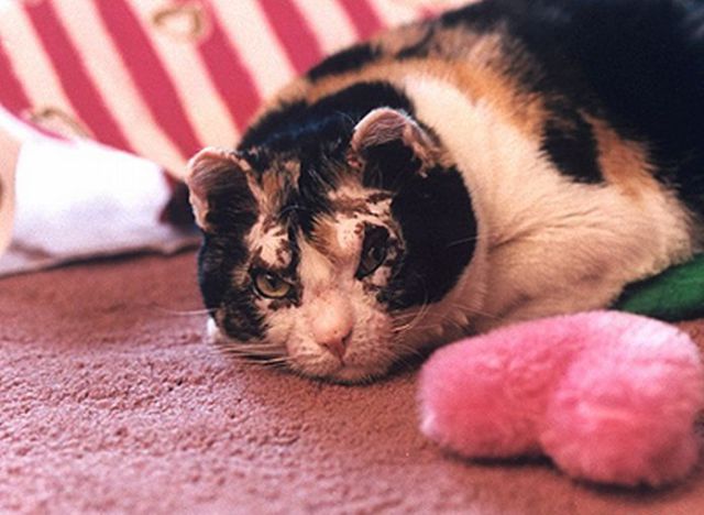 [Image: cat_a_mother_640_04.jpg]