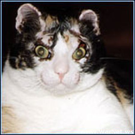[Image: cat_a_mother_640_05.jpg]