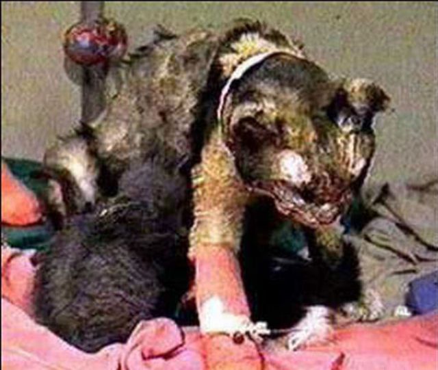 [Image: cat_a_mother_640_07.jpg]