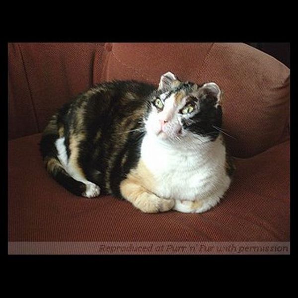 [Image: cat_a_mother_640_11.jpg]
