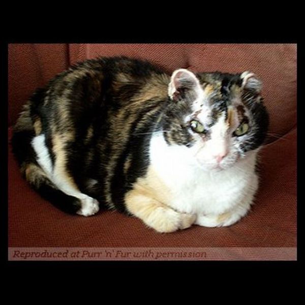 [Image: cat_a_mother_640_12.jpg]