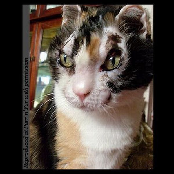 [Image: cat_a_mother_640_13.jpg]