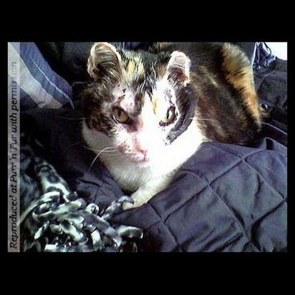 [Image: cat_a_mother_640_14.jpg]