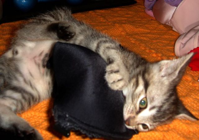 Cats Love Bras Too (37 pics)