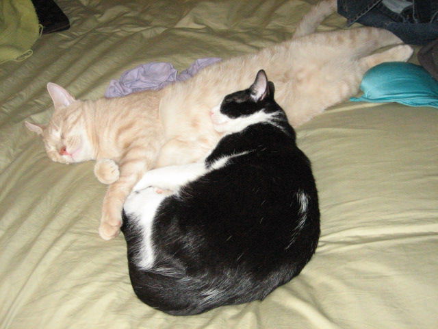 Cats Love Bras Too (37 pics)