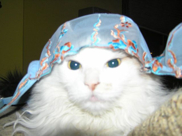 Cats Love Bras Too (37 pics)