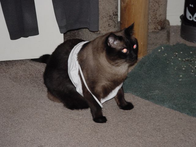 Cats Love Bras Too (37 pics)