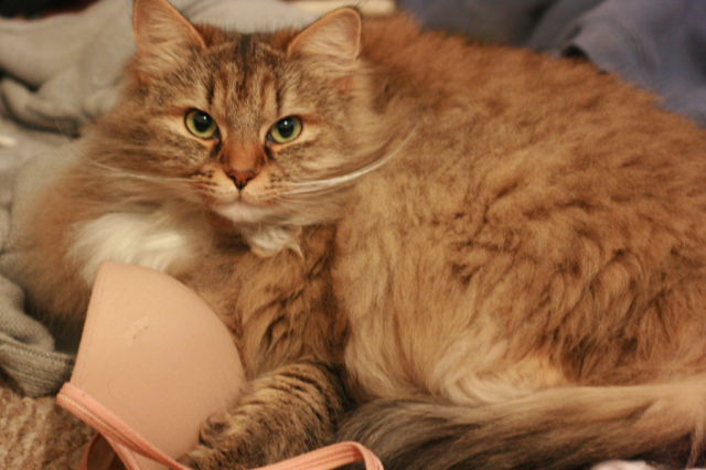 Cats Love Bras Too (37 pics)