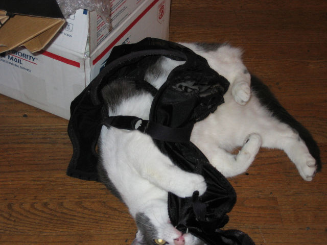 Cats Love Bras Too (37 pics)
