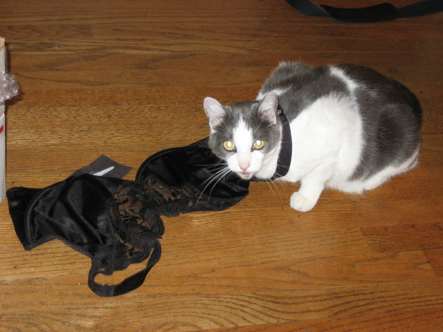 Cats Love Bras Too (37 pics)