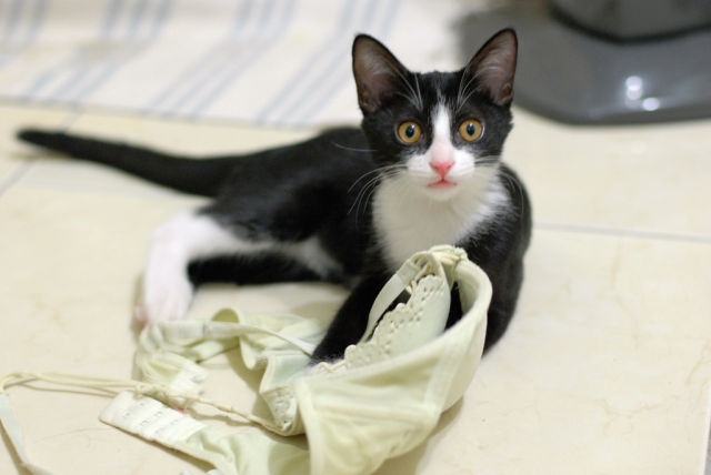 Cats Love Bras Too (37 pics)