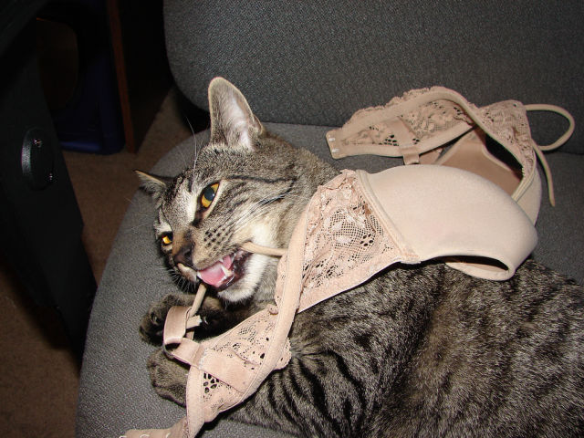 Cats Love Bras Too (37 pics)