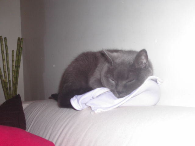 Cats Love Bras Too (37 pics)