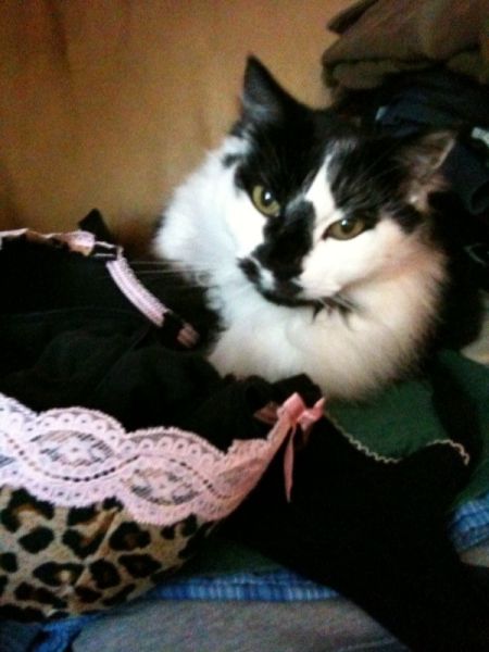 Cats Love Bras Too (37 pics)