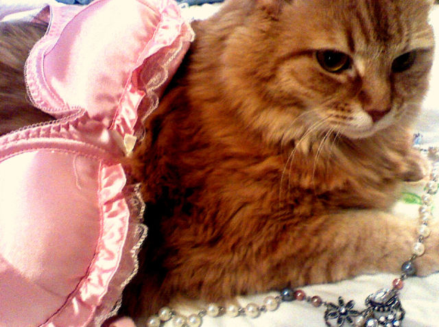 Cats Love Bras Too (37 pics)