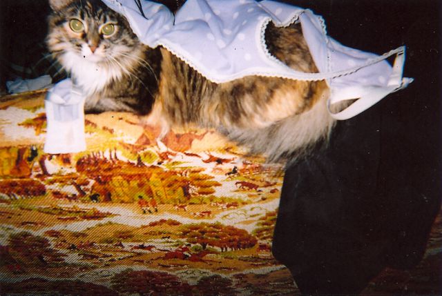 Cats Love Bras Too (37 pics)