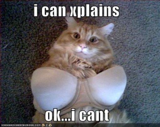 Cats Love Bras Too (37 pics)