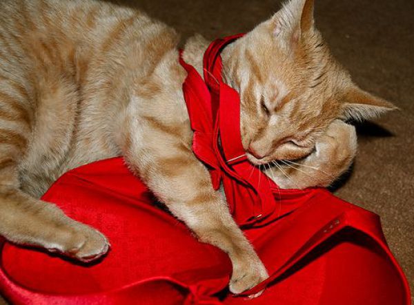 Cats Love Bras Too (37 pics)