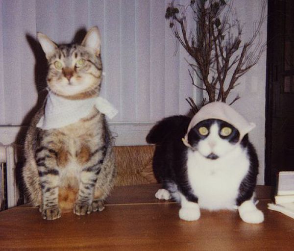 Cats Love Bras Too (37 pics)