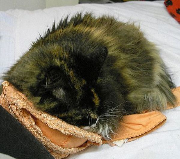 Cats Love Bras Too (37 pics)