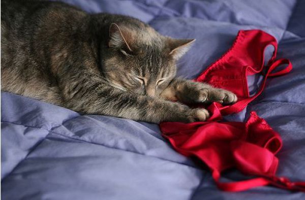 Cats Love Bras Too (37 pics)