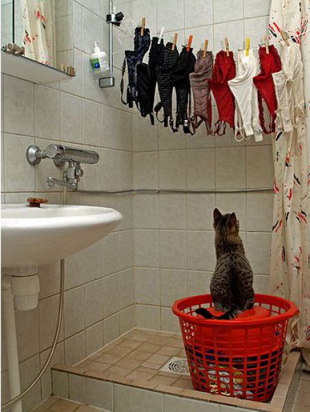 Cats Love Bras Too (37 pics)