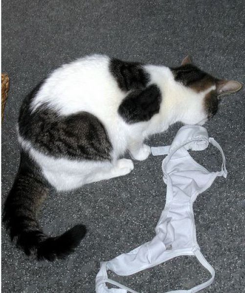 Cats Love Bras Too (37 pics)