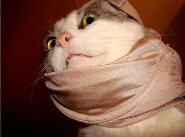 Cats Love Bras Too (37 pics)