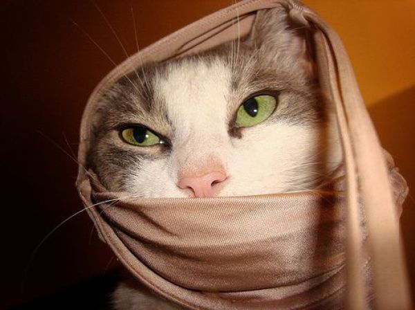 Cats Love Bras Too (37 pics)