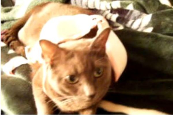 Cats Love Bras Too (37 pics)