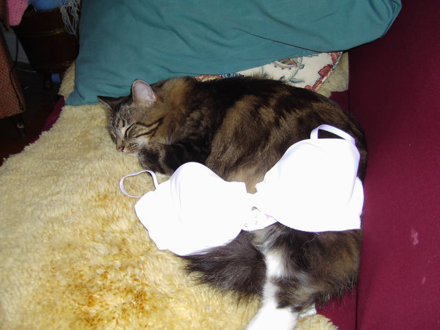Cats Love Bras Too (37 pics)