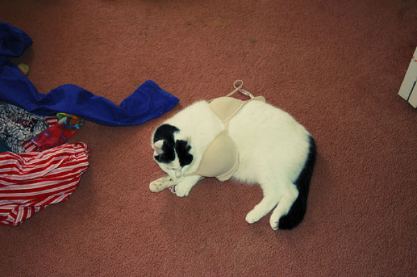 Cats Love Bras Too (37 pics)