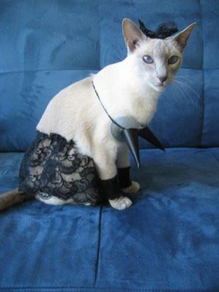 Cats Love Bras Too (37 pics)