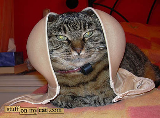 Cats Love Bras Too (37 pics)