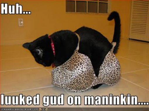 Cats Love Bras Too (37 pics)