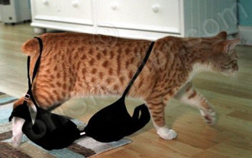 Cats Love Bras Too (37 pics)