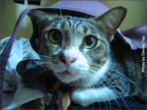 Cats Love Bras Too (37 pics)