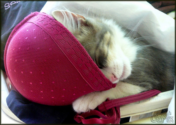 Cats Love Bras Too (37 pics)