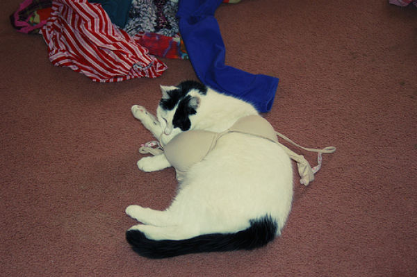 Cats Love Bras Too (37 pics)