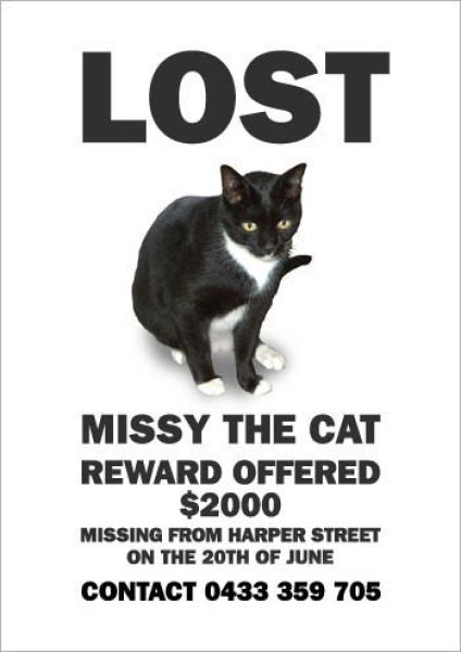 hilarious_missing_cat_640_16.jpg