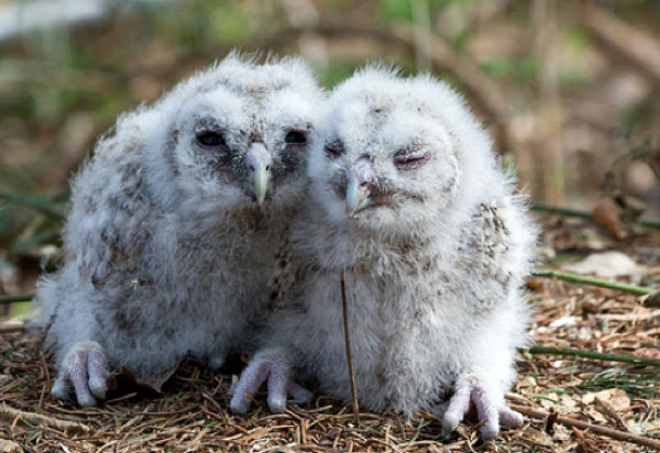 Smiling Owls (21 pics)