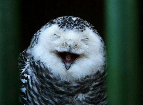 Smiling Owls (21 pics)