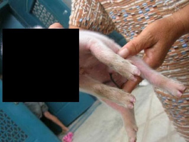 The Weirdest Creatures Ever Found (17 pics) The Weirdest Creatures Ever Found (17 pics)